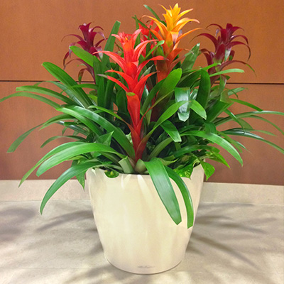 A brightly colored floral potted plant with yellow, orange and red blooms.