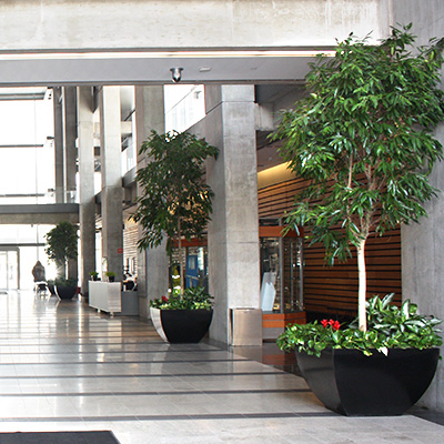 Large potted trees line an expansive lobby highlighting the impressive interior landscaping
