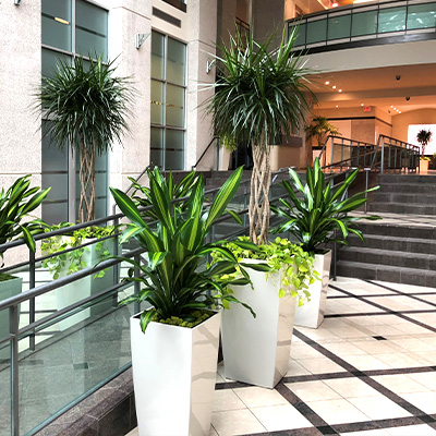 Pristine potted tropical plants and trees featured in a large office building